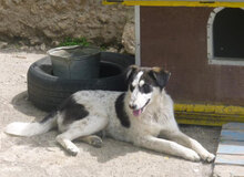 CHARLI, Hund, Mischlingshund in Bulgarien - Bild 6