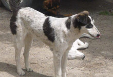 CHARLI, Hund, Mischlingshund in Bulgarien - Bild 7