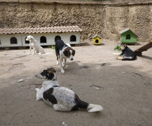 CHARLI, Hund, Mischlingshund in Bulgarien - Bild 8