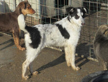 CHARLI, Hund, Mischlingshund in Bulgarien - Bild 9