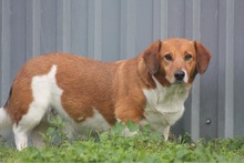 TRSITAN, Hund, Mischlingshund in Ungarn - Bild 2