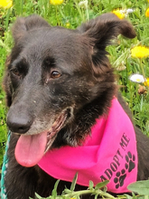 TULI, Hund, Hütehund-Mix in Porta Westfalica - Bild 2