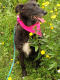 TULI, Hund, Hütehund-Mix in Porta Westfalica - Bild 7