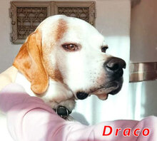 DRACO, Hund, Pointer-Mix in Ascha - Bild 1