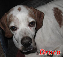 DRACO, Hund, Pointer-Mix in Ascha - Bild 10