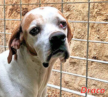 DRACO, Hund, Pointer-Mix in Ascha - Bild 23