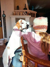 DRACO, Hund, Pointer-Mix in Ascha - Bild 7