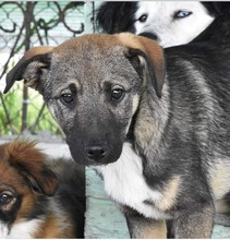 DREAMER, Hund, Mischlingshund in Rumänien - Bild 1