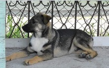 DREAMER, Hund, Mischlingshund in Rumänien - Bild 3