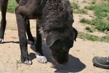AUGUSTONERO, Hund, Pastore Fonnese-Mix in Italien - Bild 10