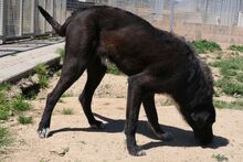 AUGUSTONERO, Hund, Pastore Fonnese-Mix in Italien - Bild 2