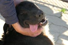 AUGUSTONERO, Hund, Pastore Fonnese-Mix in Italien - Bild 9