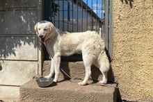ULRIKE, Hund, Maremmano-Mix in Italien - Bild 20