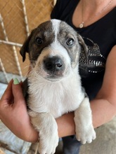 BEN, Hund, Mischlingshund in Bulgarien - Bild 1