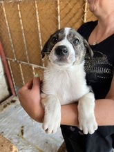 BEN, Hund, Mischlingshund in Bulgarien - Bild 3