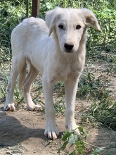 HOSS, Hund, Mischlingshund in Griechenland - Bild 1