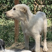 HOSS, Hund, Mischlingshund in Griechenland - Bild 11