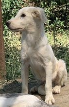 HOSS, Hund, Mischlingshund in Griechenland - Bild 12
