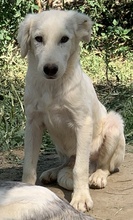 HOSS, Hund, Mischlingshund in Griechenland - Bild 14
