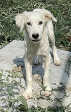 HOSS, Hund, Mischlingshund in Griechenland - Bild 2