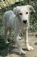 HOSS, Hund, Mischlingshund in Griechenland - Bild 3
