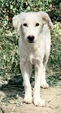 HOSS, Hund, Mischlingshund in Griechenland - Bild 4