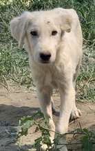 HOSS, Hund, Mischlingshund in Griechenland - Bild 5