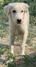 HOSS, Hund, Mischlingshund in Griechenland - Bild 7