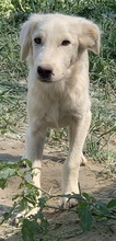 HOSS, Hund, Mischlingshund in Griechenland - Bild 8