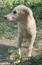 HOSS, Hund, Mischlingshund in Griechenland - Bild 9
