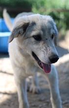 WAX, Hund, Mischlingshund in Griechenland - Bild 10