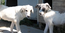 WAX, Hund, Mischlingshund in Griechenland - Bild 12