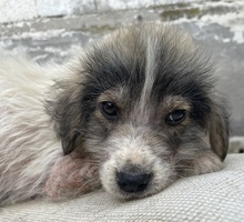 WAX, Hund, Mischlingshund in Griechenland - Bild 3