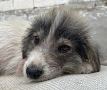 WAX, Hund, Mischlingshund in Griechenland - Bild 4