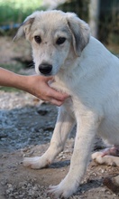WAX, Hund, Mischlingshund in Griechenland - Bild 8