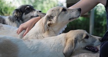 WAX, Hund, Mischlingshund in Griechenland - Bild 9
