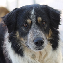 BENTE, Hund, Mischlingshund in Griechenland - Bild 1