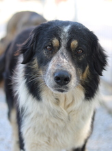 BENTE, Hund, Mischlingshund in Griechenland - Bild 3