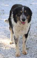 BENTE, Hund, Mischlingshund in Griechenland - Bild 4
