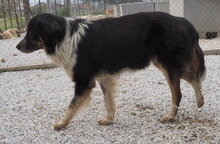 BENTE, Hund, Mischlingshund in Griechenland - Bild 6