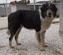 BENTE, Hund, Mischlingshund in Griechenland - Bild 7