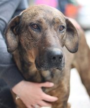 NARUTO, Hund, Mischlingshund in Griechenland - Bild 2