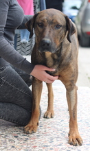 NARUTO, Hund, Mischlingshund in Griechenland - Bild 6