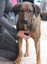 NARUTO, Hund, Mischlingshund in Griechenland - Bild 7