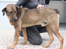 NARUTO, Hund, Mischlingshund in Griechenland - Bild 8