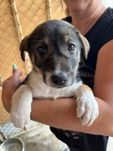JANNIS, Hund, Mischlingshund in Bulgarien - Bild 1