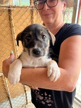 JANNIS, Hund, Mischlingshund in Bulgarien - Bild 2