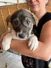 JANNIS, Hund, Mischlingshund in Bulgarien - Bild 3