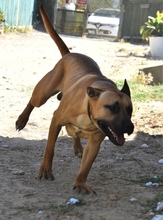 BALTO, Hund, Deutscher Schäferhund-Mix in Spanien - Bild 11