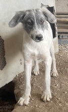 HOYA, Hund, Mischlingshund in Griechenland - Bild 11